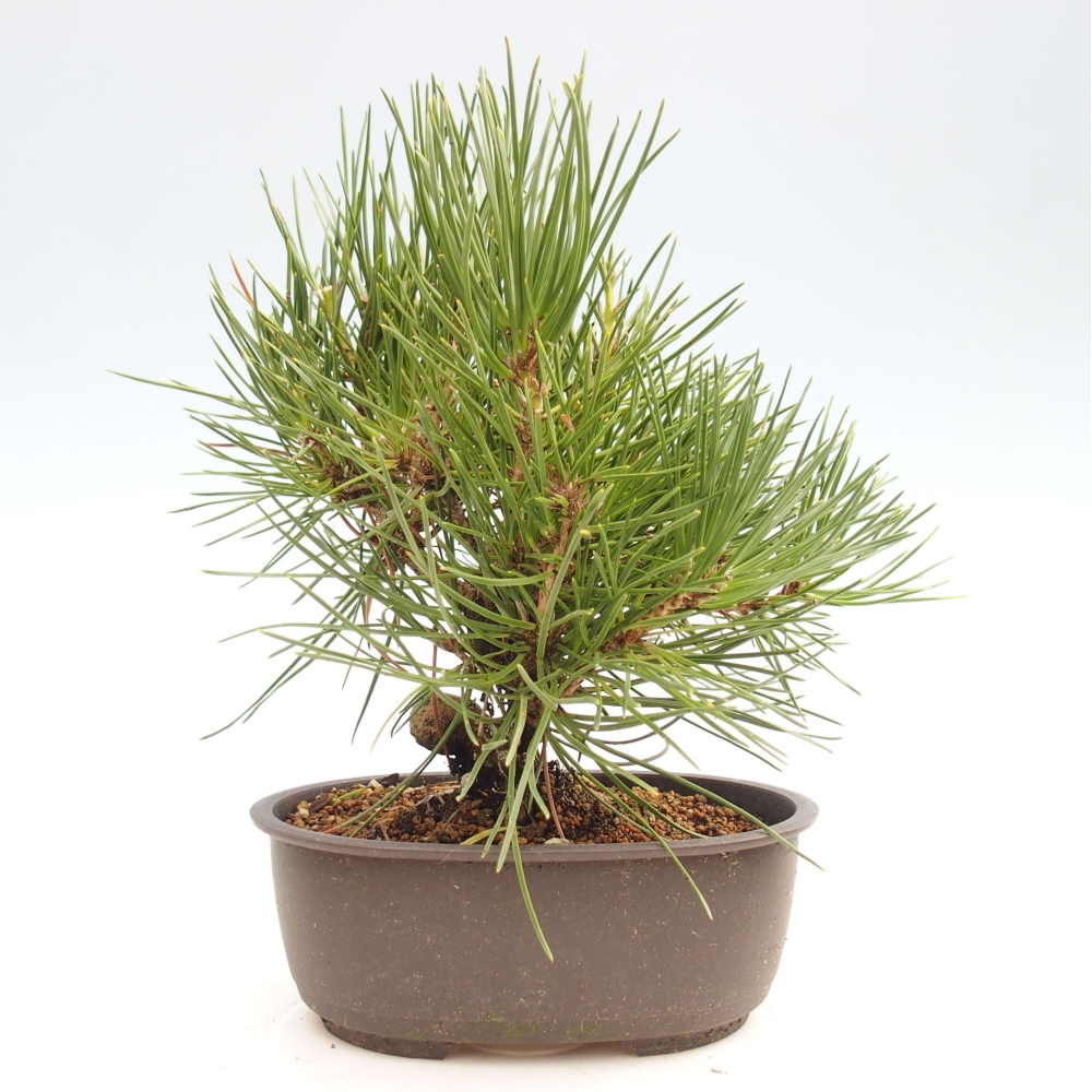 Outdoor bonsai - Pinus thunbergii - Thunbergia pine