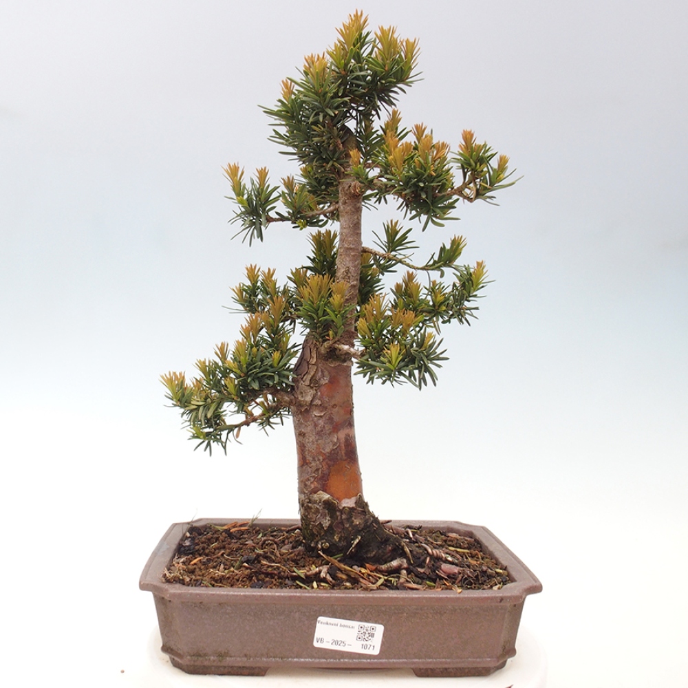 Outdoor bonsai - Taxus cuspidata - Japanese yew