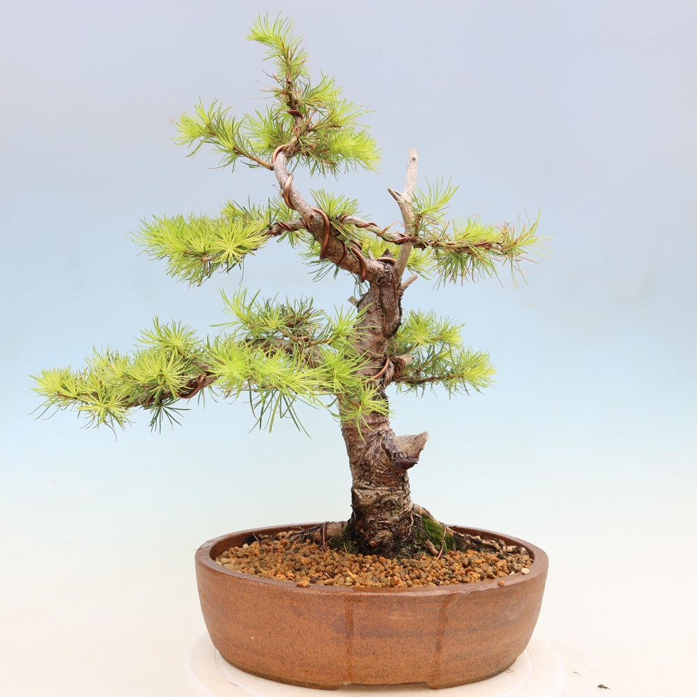 Outdoor bonsai -Larix decidua - Larch