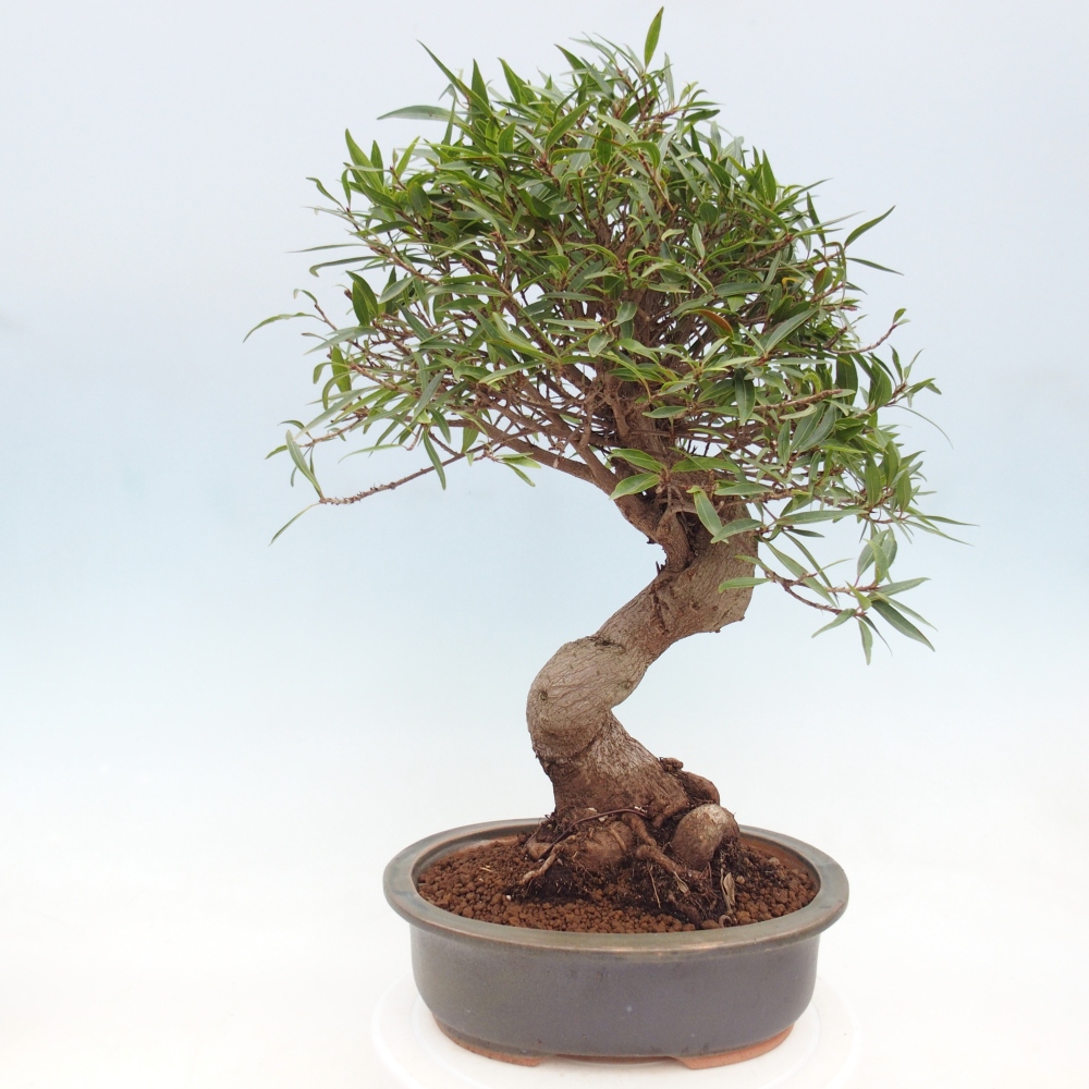 Room bonsai - Ficus nerifolia - small-leaved ficus