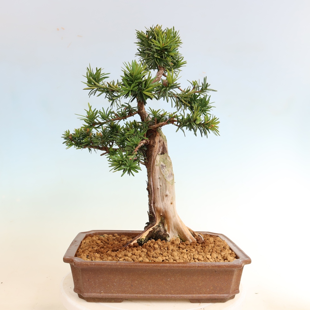 Outdoor Bonsai - Taxus cuspidata  - Japanese Yew