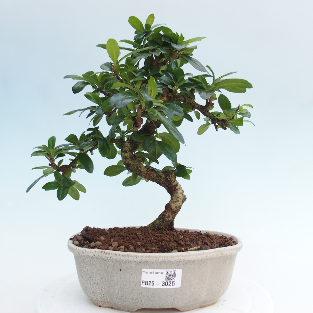 Room bonsai - Carmona macrophylla - Tea fuki