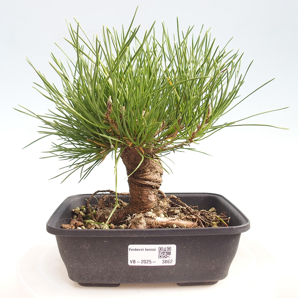 Outdoor bonsai - Pinus thunbergii - Thunberg pine