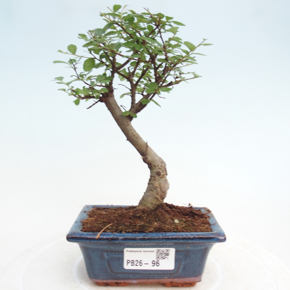 Room bonsai - Ulmus parvifolia - Small-leaved elm