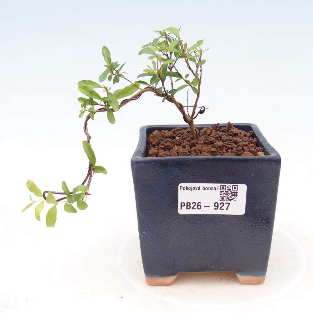 Room bonsai-PUNICA granatum nana-Granate apple