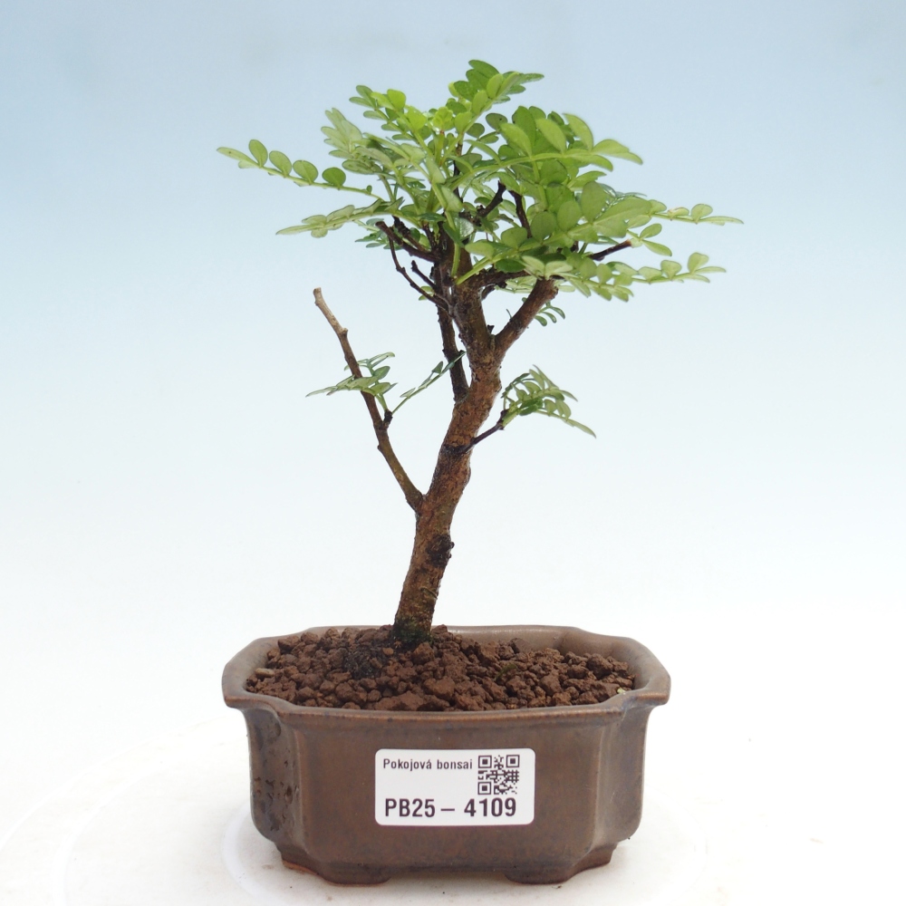 Room bonsai - Zantoxylum piperitum - pepper tree