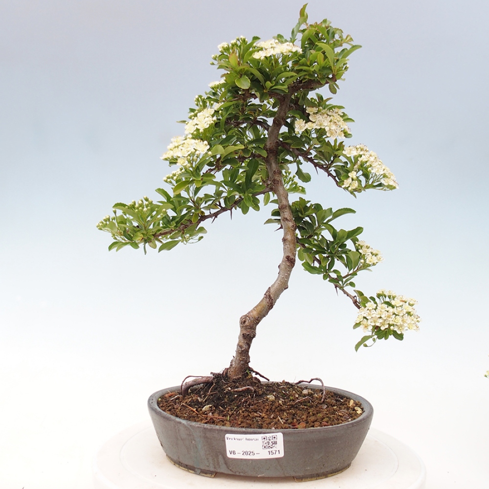 Outdoor Bonsai-Pyracanta Teton -Bakery