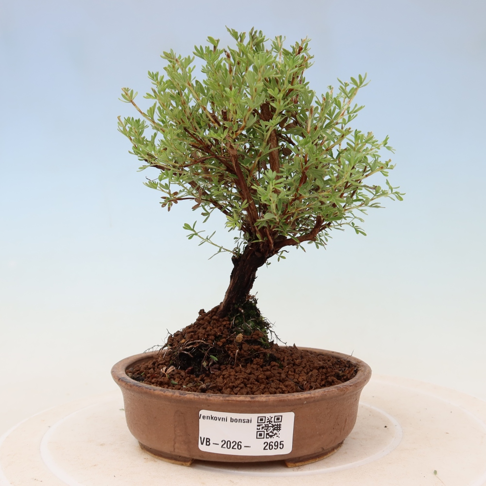 Outdoor Bonsai—Shrubby Cinquefoil (Potentilla fruticosa) 'Goldkissen'