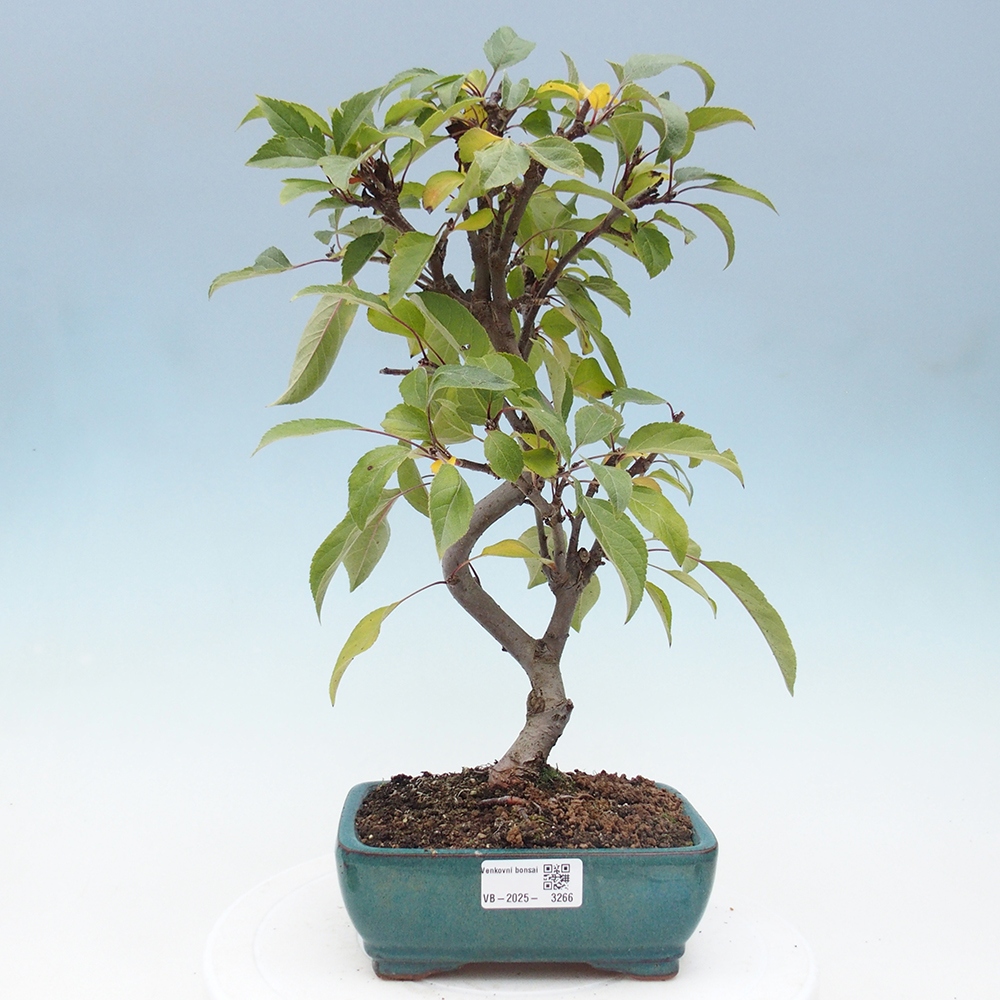 Outdoor bonsai - Malus halliana - Small-fruited apple tree