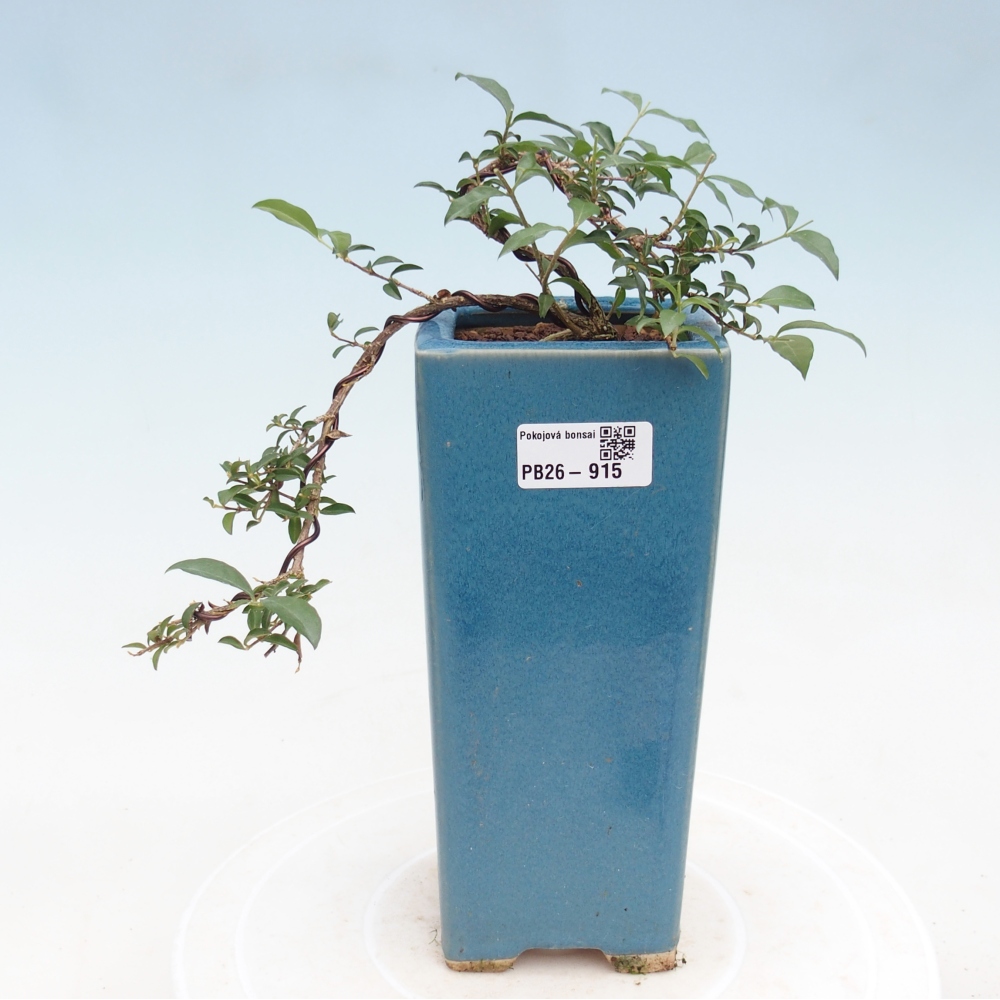 Room bonsai - Malpighia coccigera- Barbdor Cherry