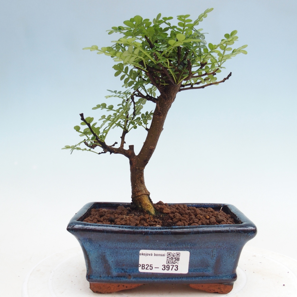 Room bonsai - Zantoxylum piperitum - pepper tree