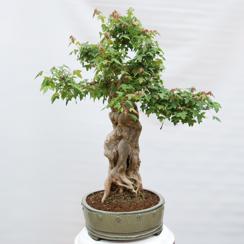 Outdoor bonsai - Maple Burger - Acer Burgerianum