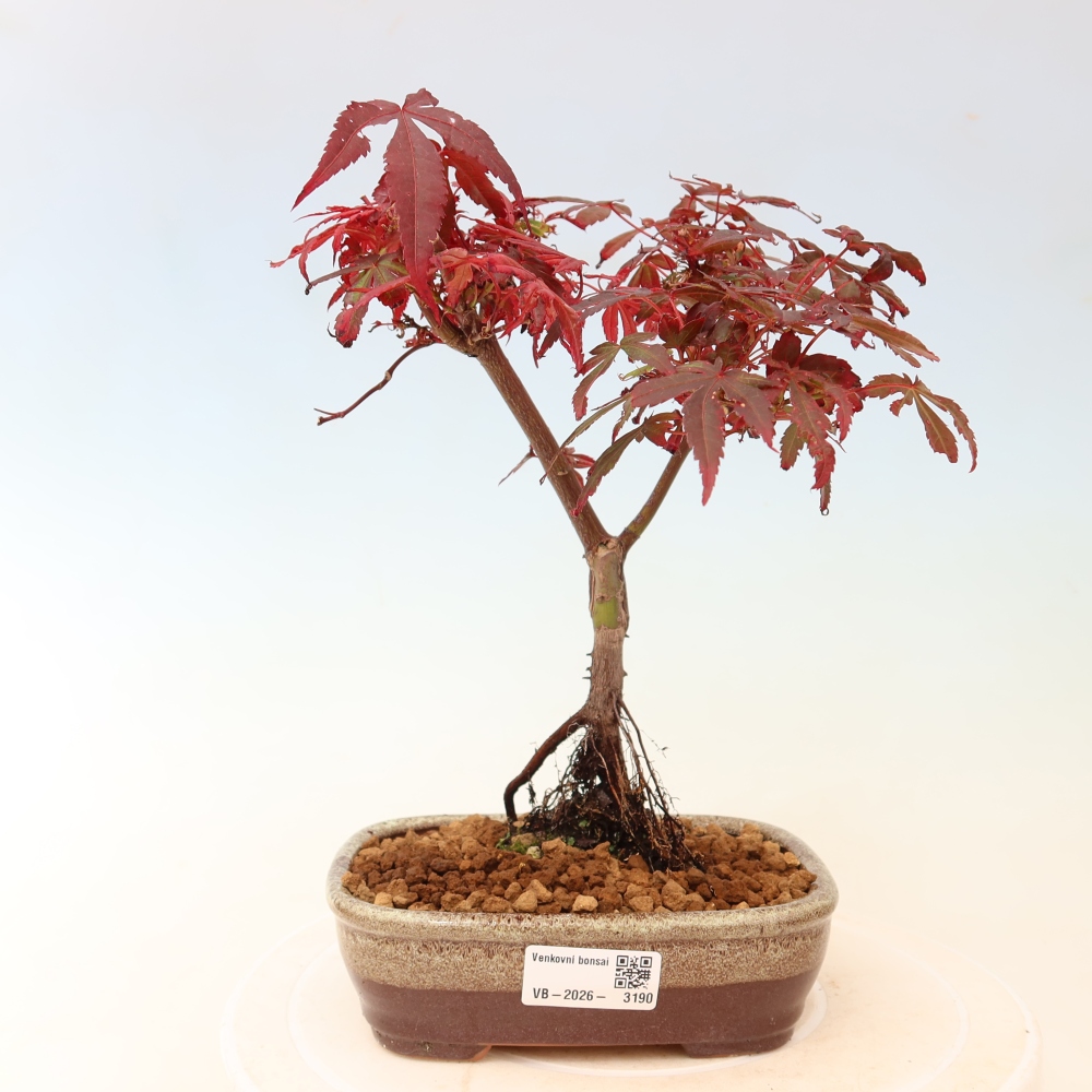 Outdoor Bonsai - Japanese Maple - Acer palmatum 'Berry Broom' 