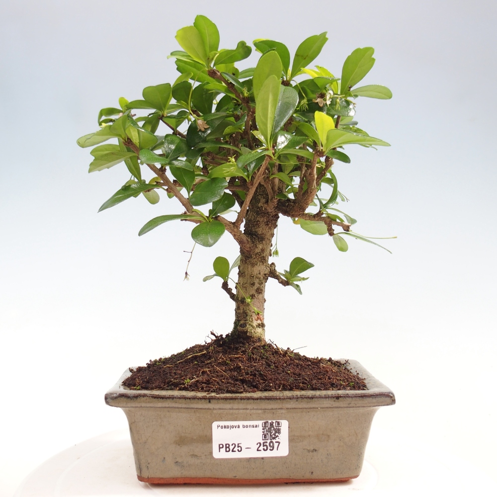 Indoor bonsai - Carmona macrophylla - Fuki tea