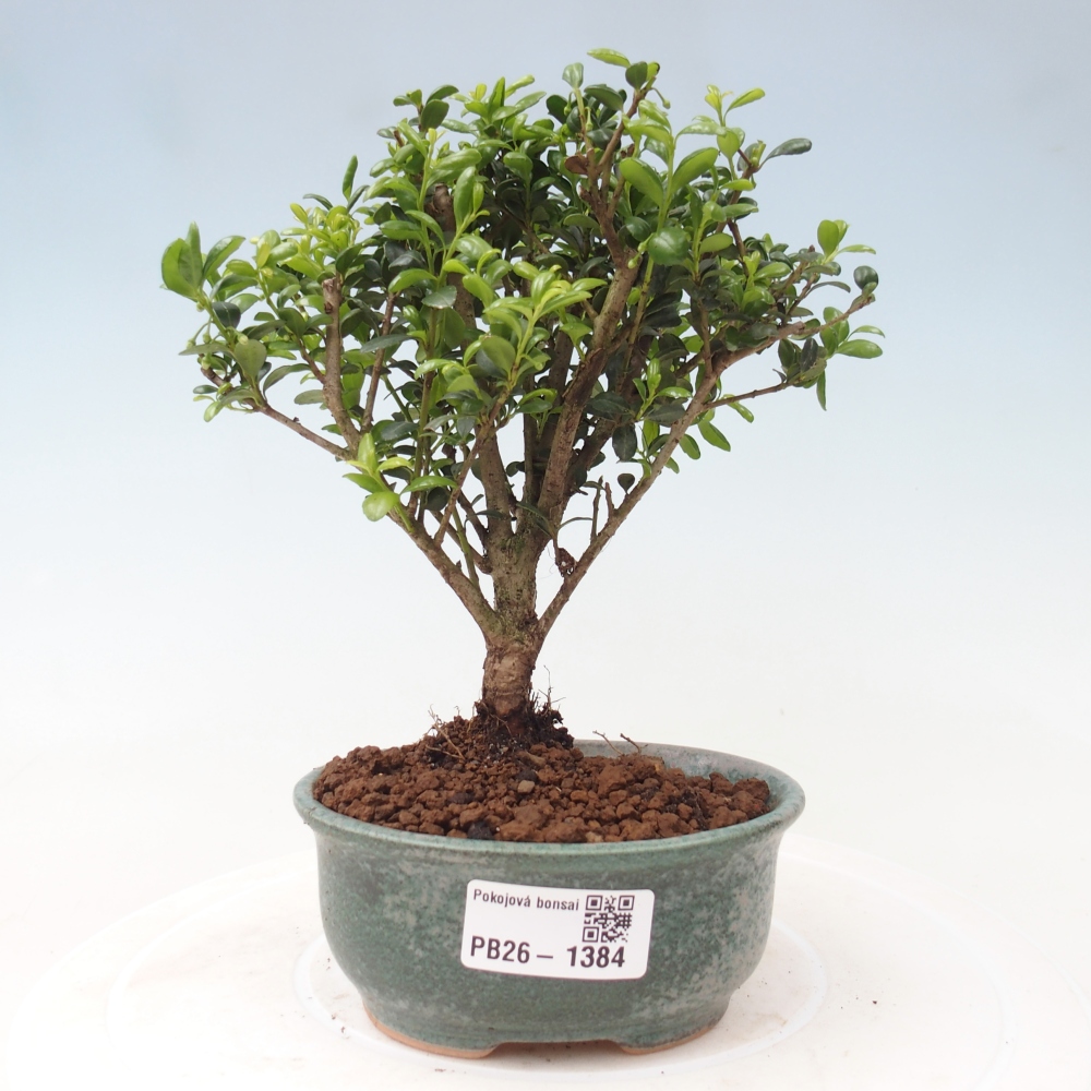 Room bonsai - Ilex crenata - Holly
