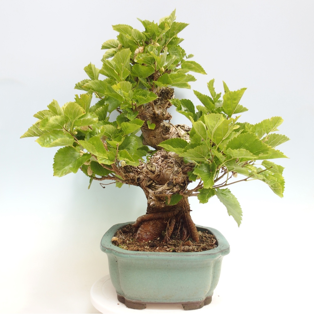 Outdoor bonsai - Morus alba - mulberry
