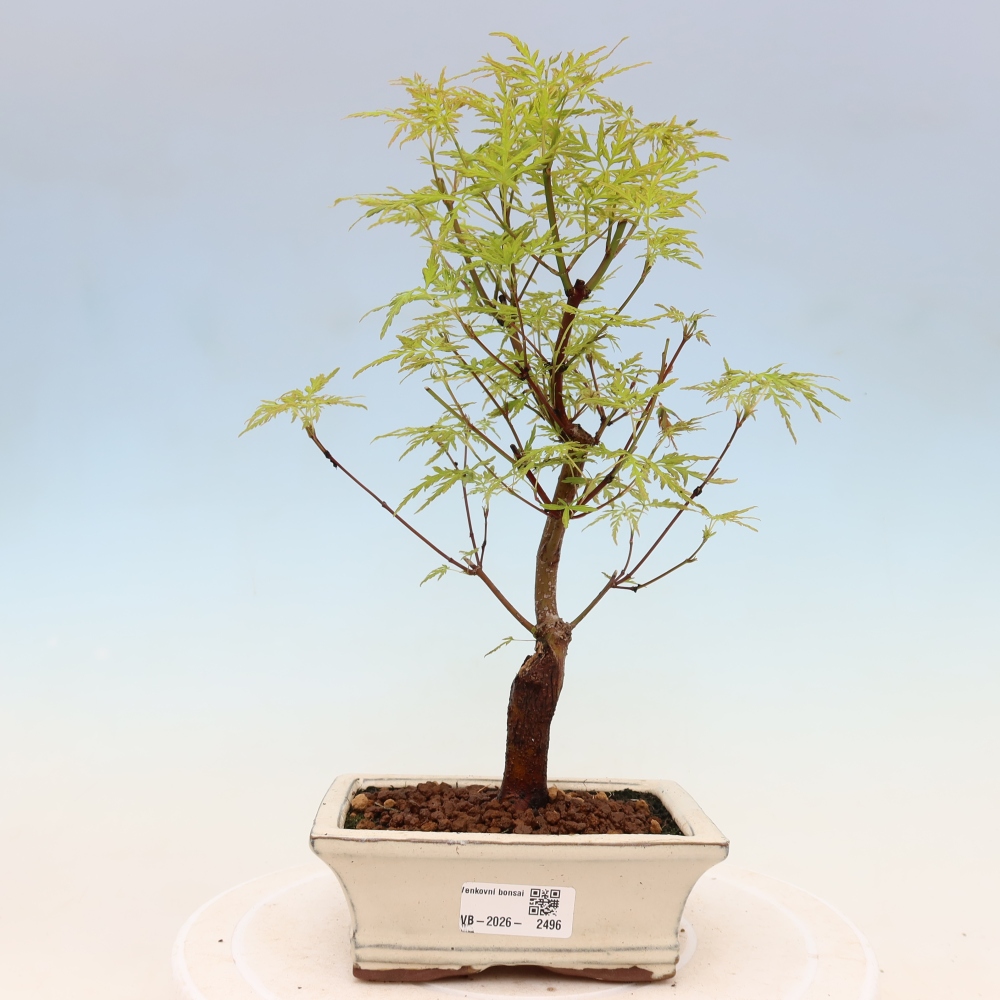 Outdoor bonsai - Acer palmatum Dissectum - Japanese Maple 