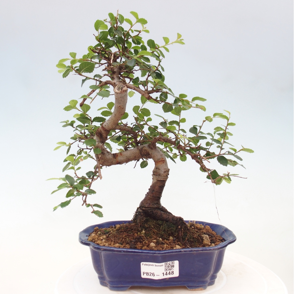 Room bonsai - Ulmus parvifolia - Small-leaved elm