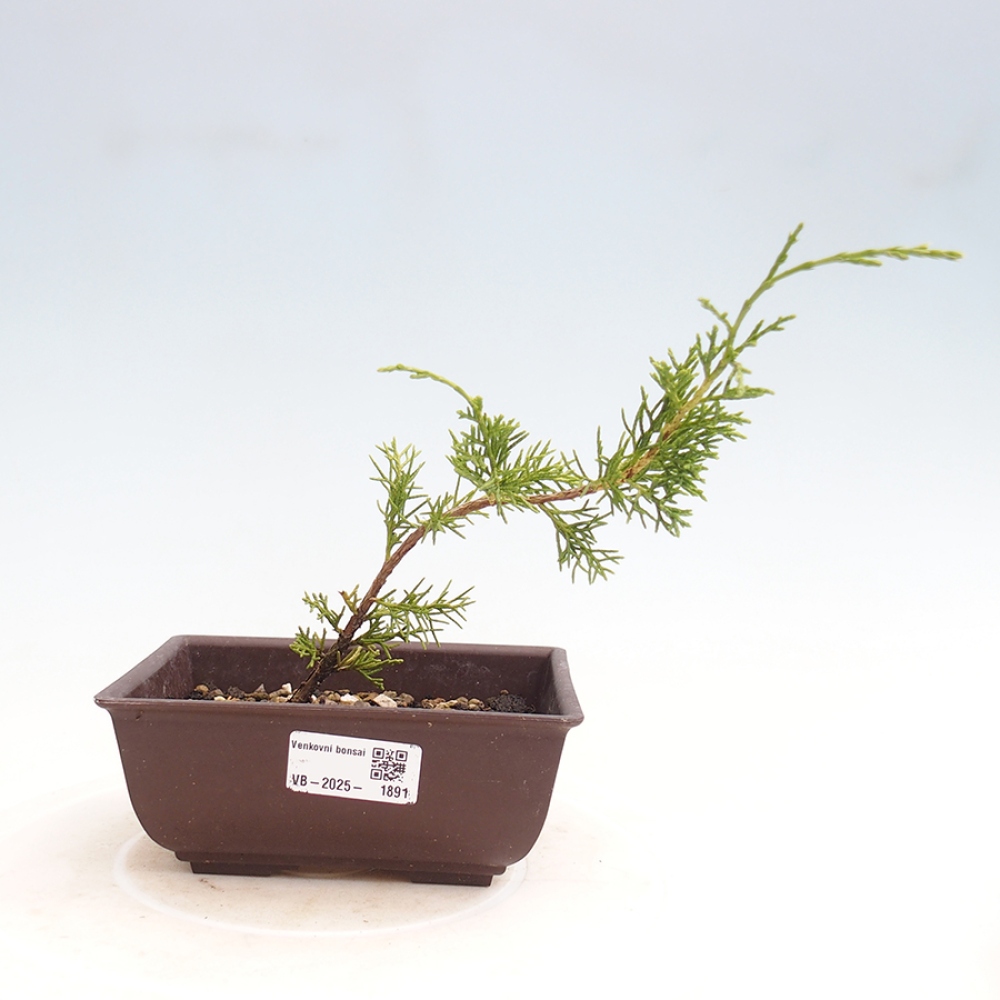 Outdoor bonsai - Juniperus chinensis Itoigawa - Chinese juniper