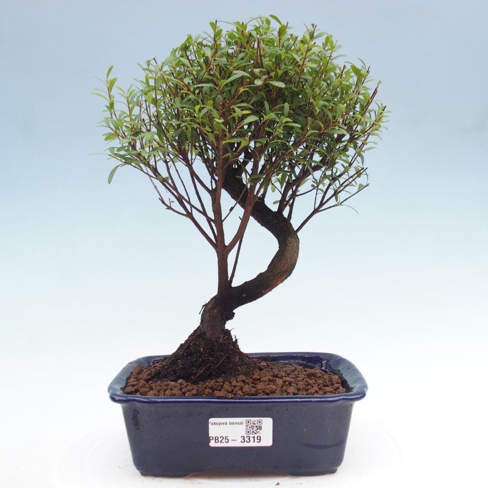 Room bonsai - Syzygium - Pimento