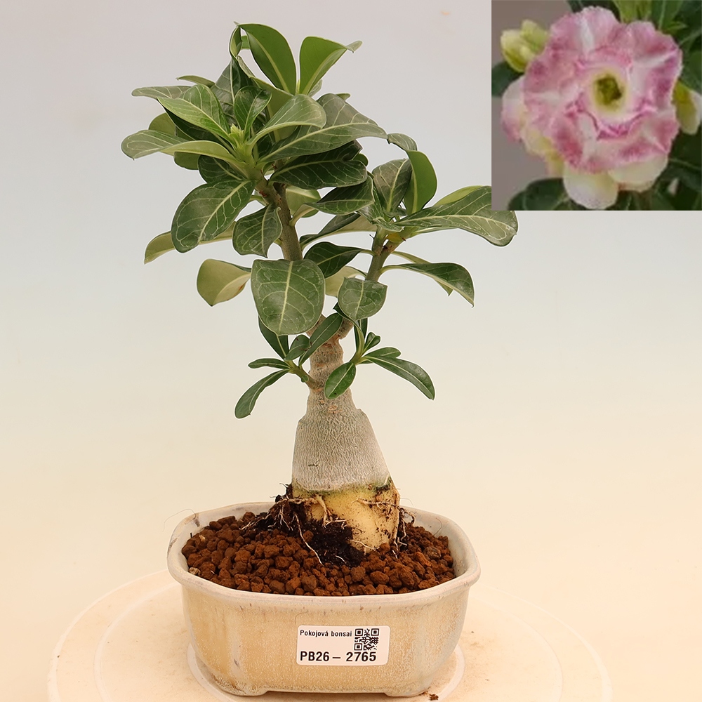 Indoor Bonsai - Adenium obesum, grafted V.F.S.412  - Desert Rose