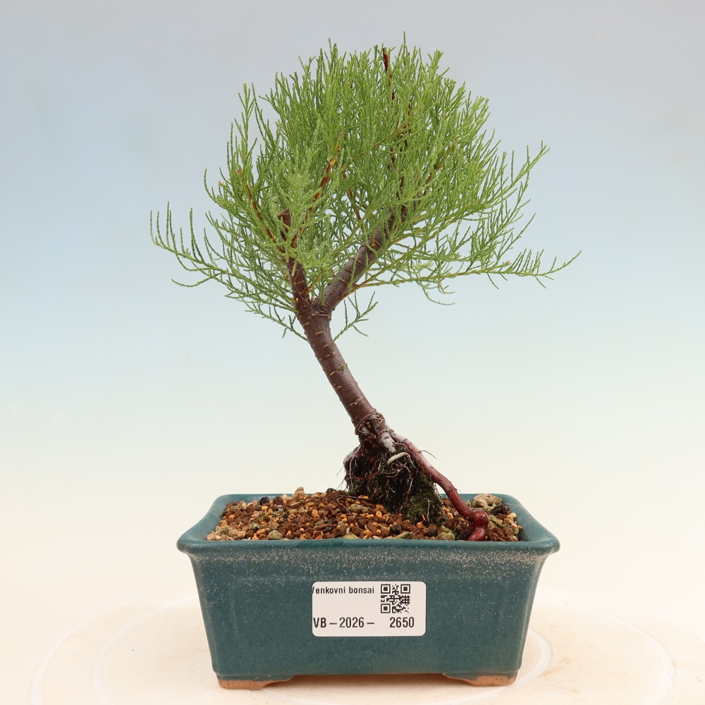 Outdoor Bonsai - Tamarisk - Tamarix