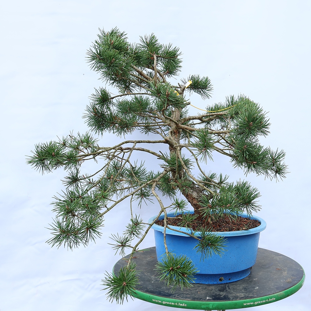 Pinus sylvestris Spain - Scots pine