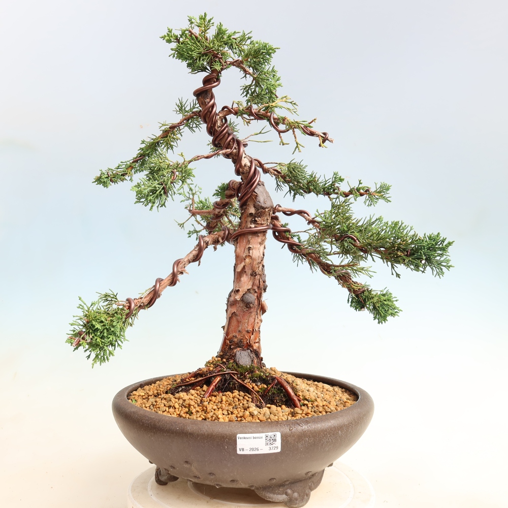 Outdoor bonsai - Juniperus chinensis Kishu