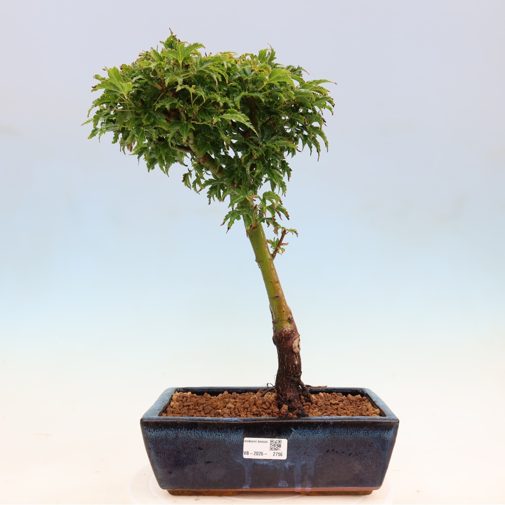 Outdoor bonsai -Javor palm Acer palmatum Shishigashira