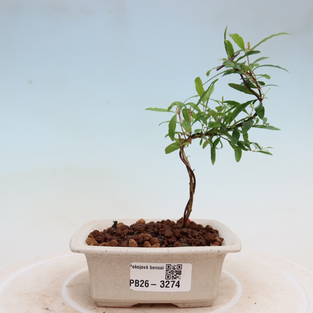 Room bonsai-PUNICA granatum nana-Granate apple