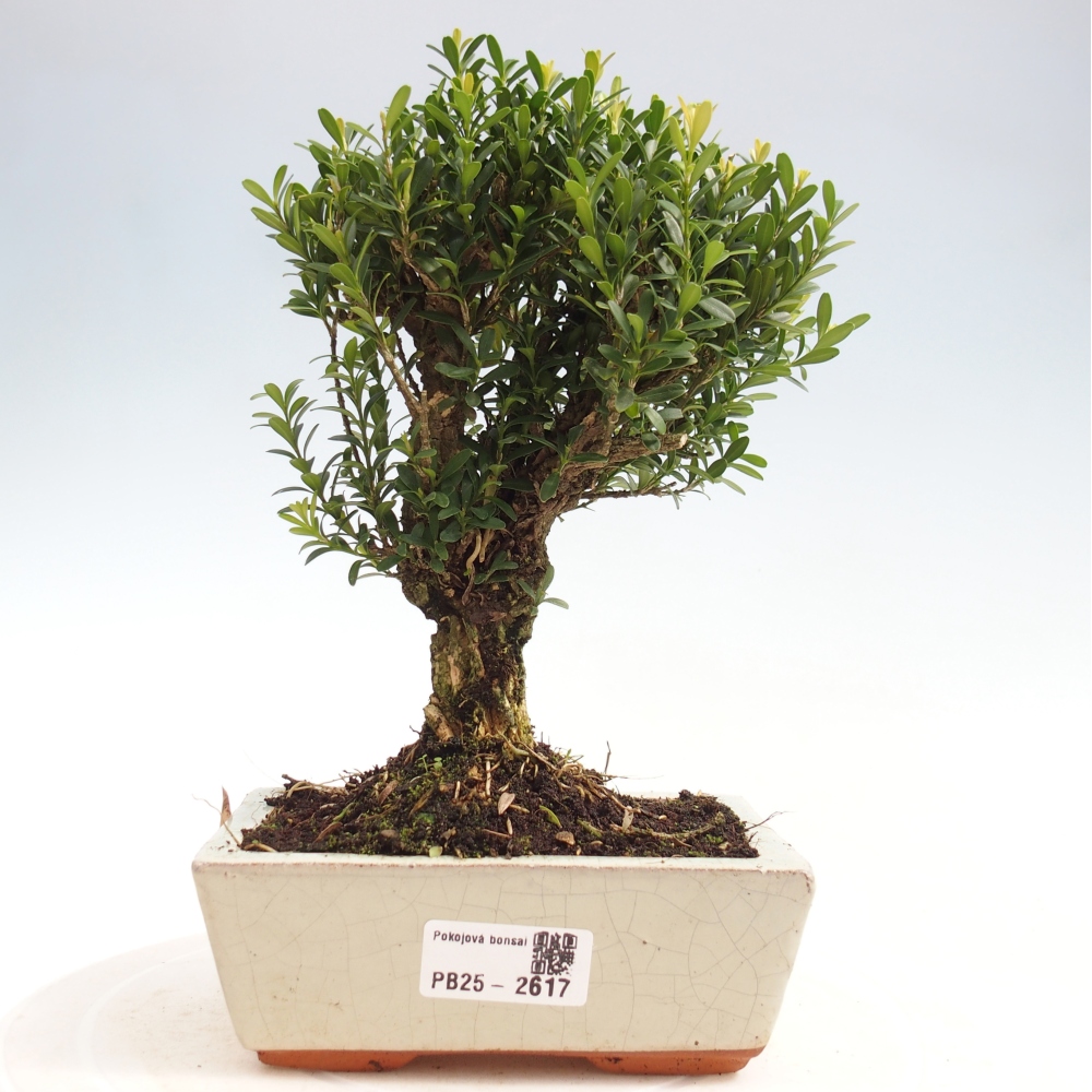 Room Bonsai - Buxus harlandii - Cork boxwood