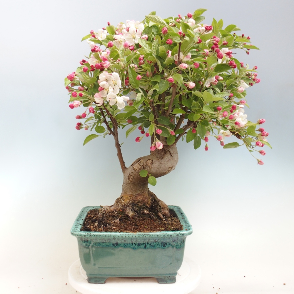 Outdoor bonsai -Malus halliana - Small-fruited apple tree