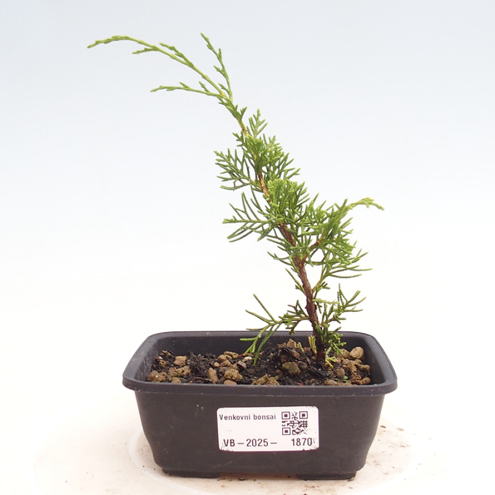 Outdoor bonsai - Juniperus chinensis Itoigawa - Chinese juniper