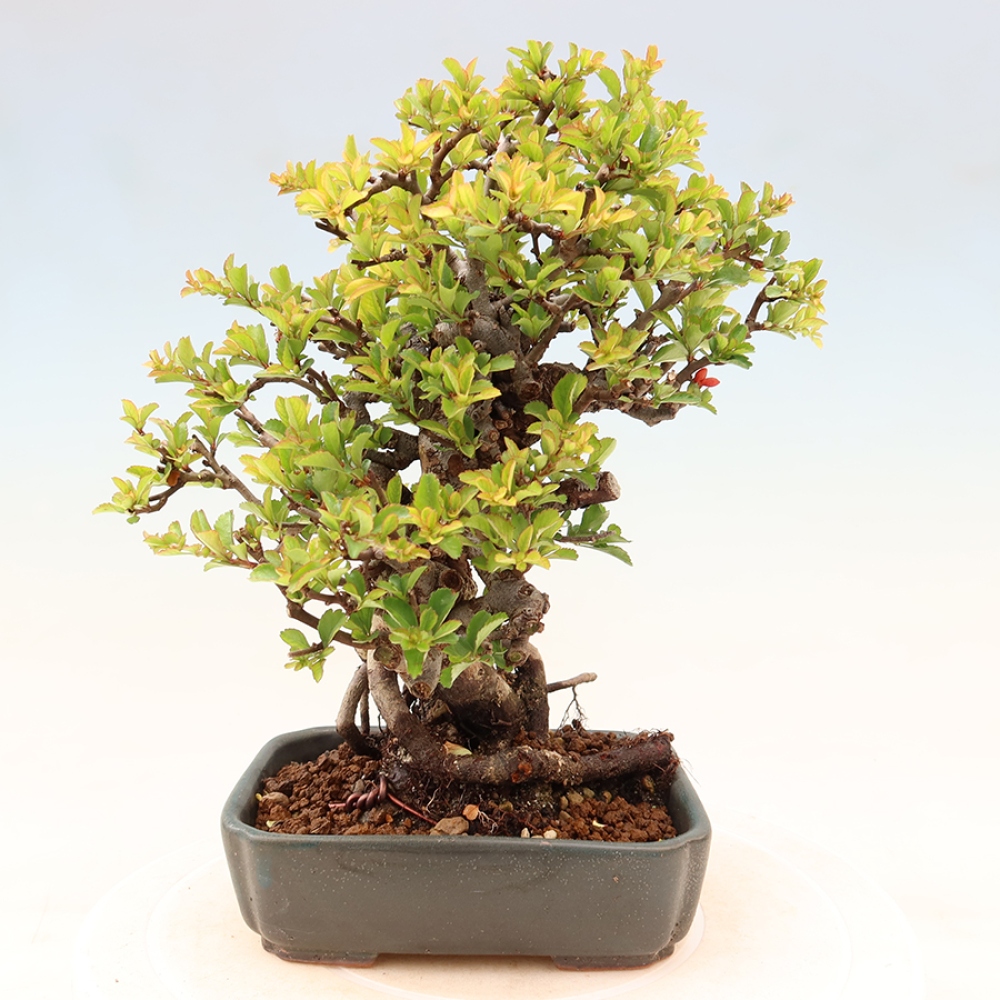 Outdoor bonsai - Chaneomeles speciosa Chojubai