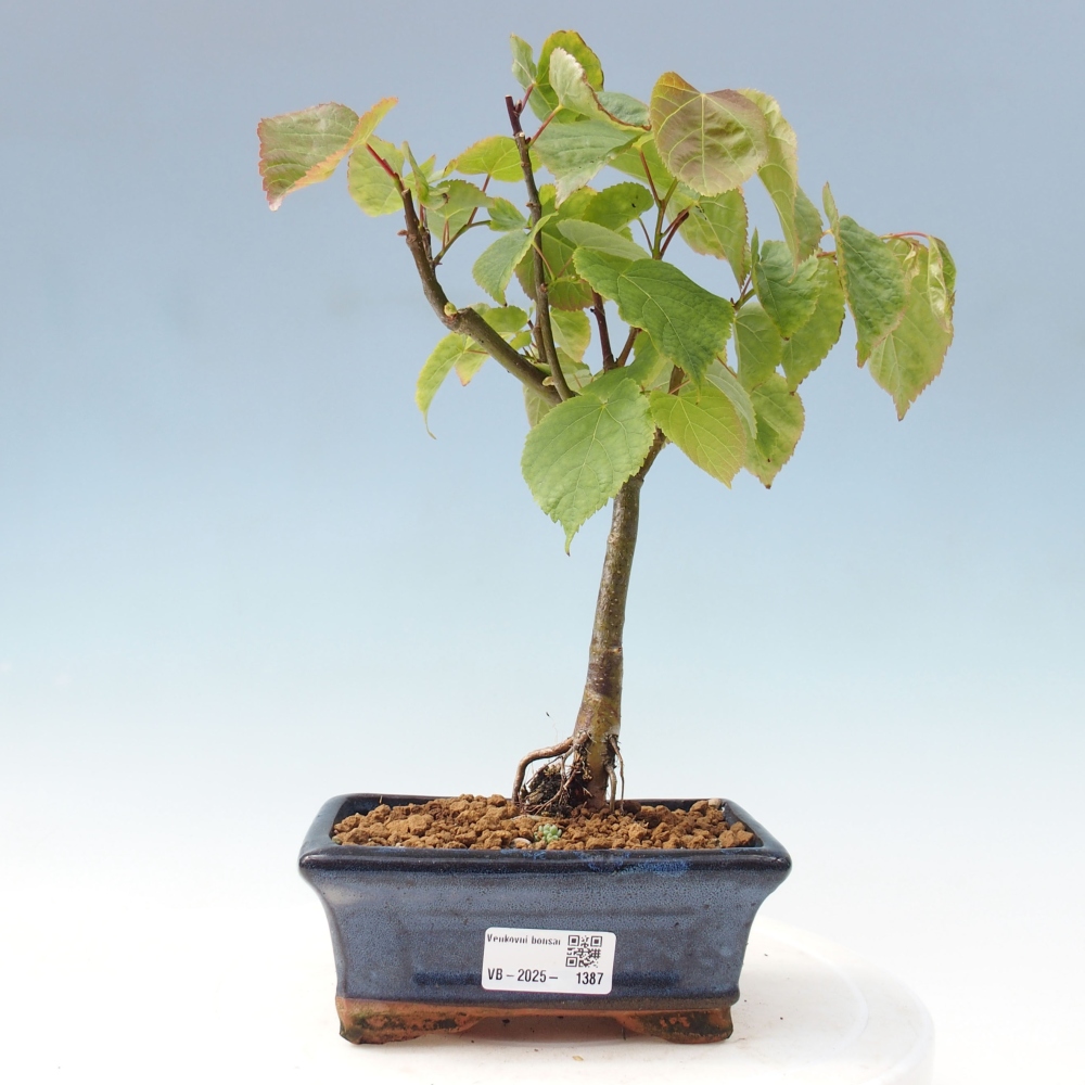 Outdoor bonsai - Linden - Tilia cordata