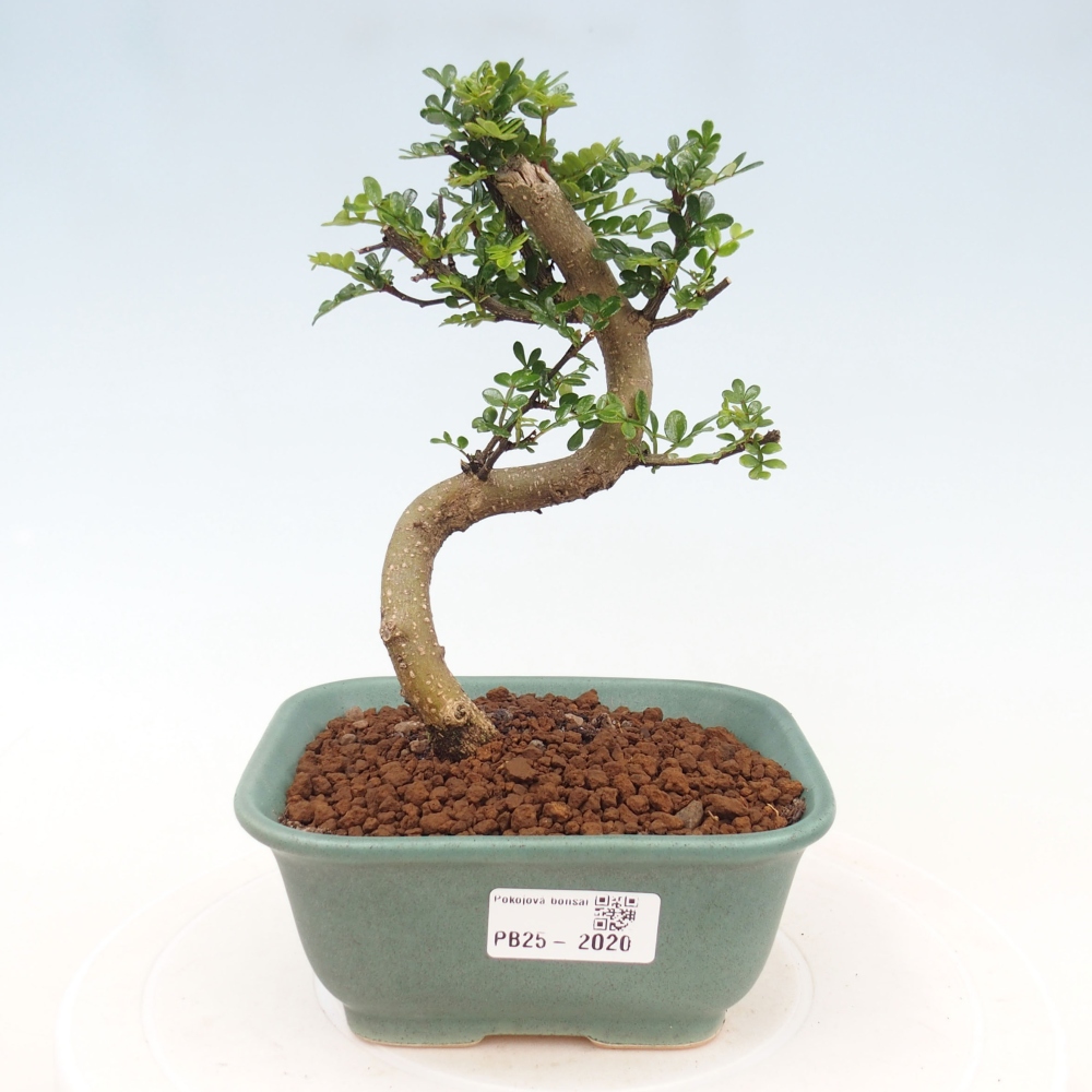 Indoor bonsai - Zantoxylum piperitum - Peppermint