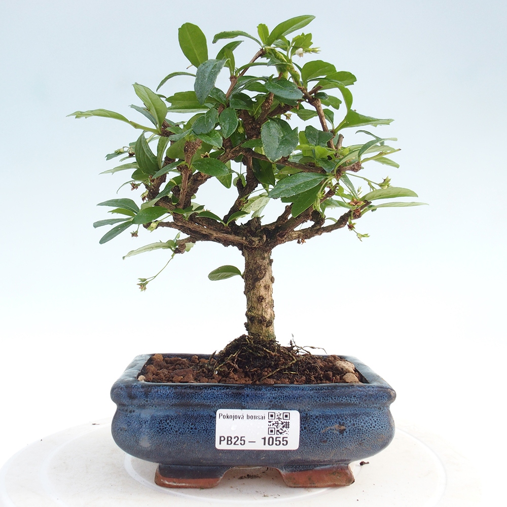 Indoor bonsai - Carmona macrophylla - Fuki tea