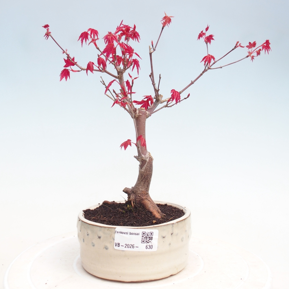 Outdoor bonsai - Maple - Acer palmatum DESHOJO