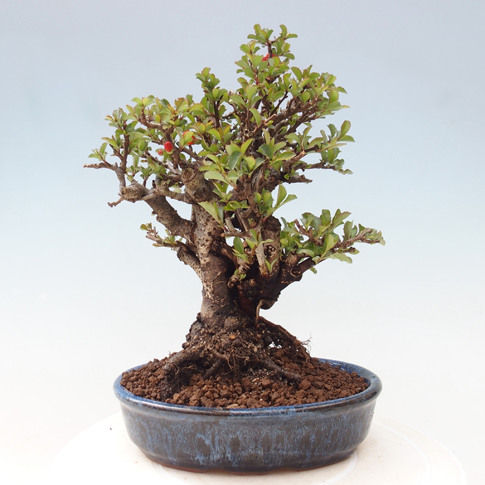 Outdoor bonsai - Chaneomeles speciosa - Quince