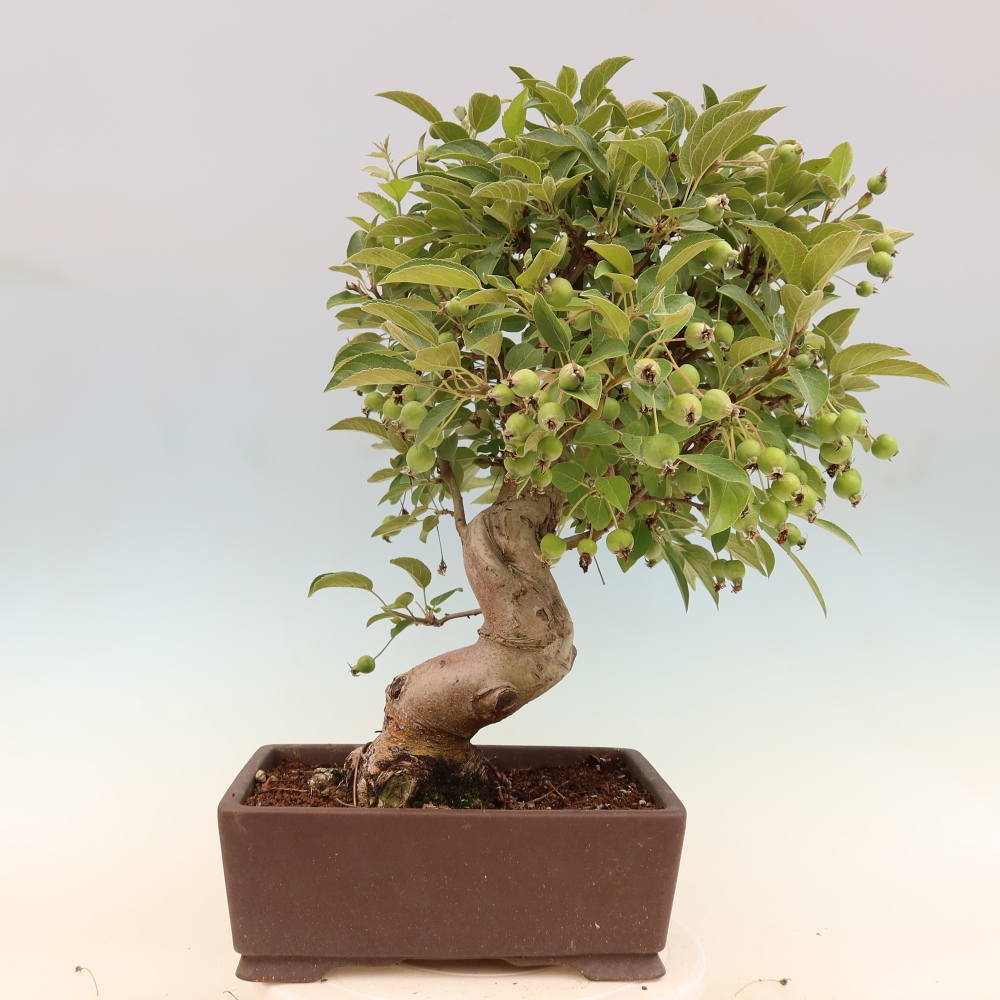 Outdoor bonsai -Malus halliana - Small-fruited apple tree