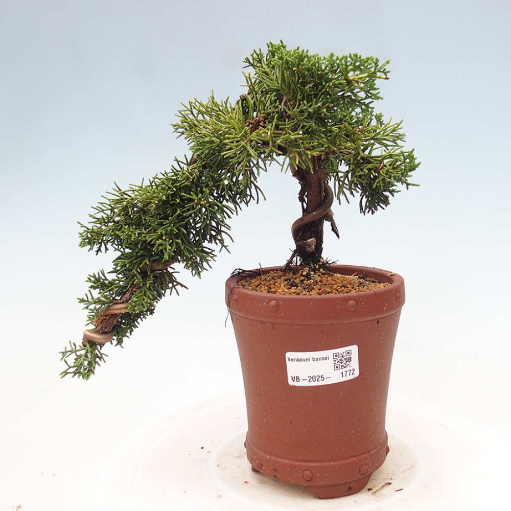Outdoor bonsai - Juniperus chinensis Kishu - Chinese Juniper
