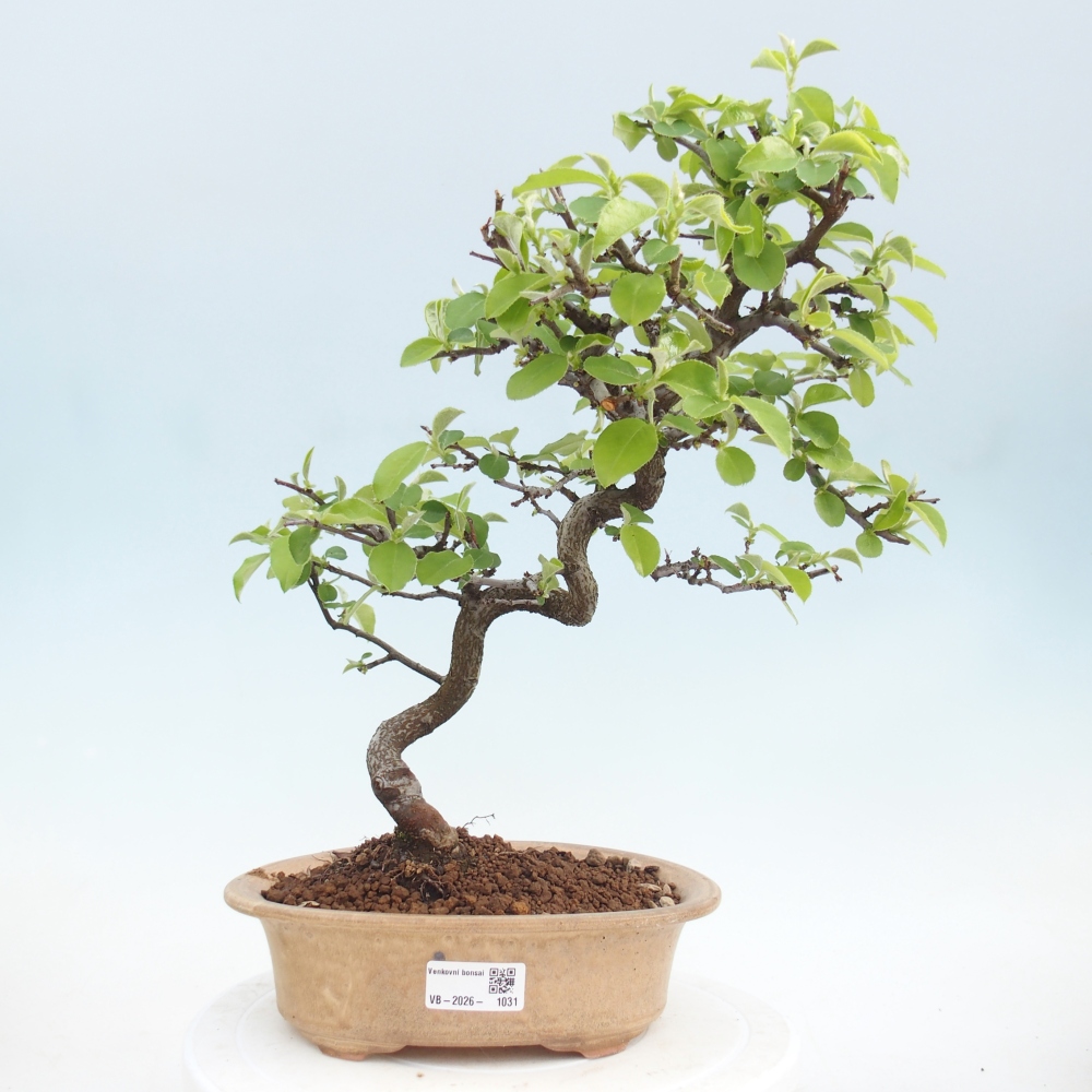 Outdoor bonsai - Chaneomeles chinensis