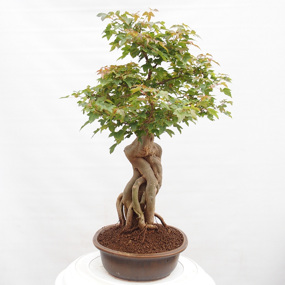 Outdoor bonsai - Maple Buergerianum - Burger Maple