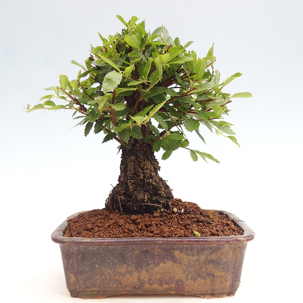 Outdoor bonsai - Zelkova - Zelkova NIRE