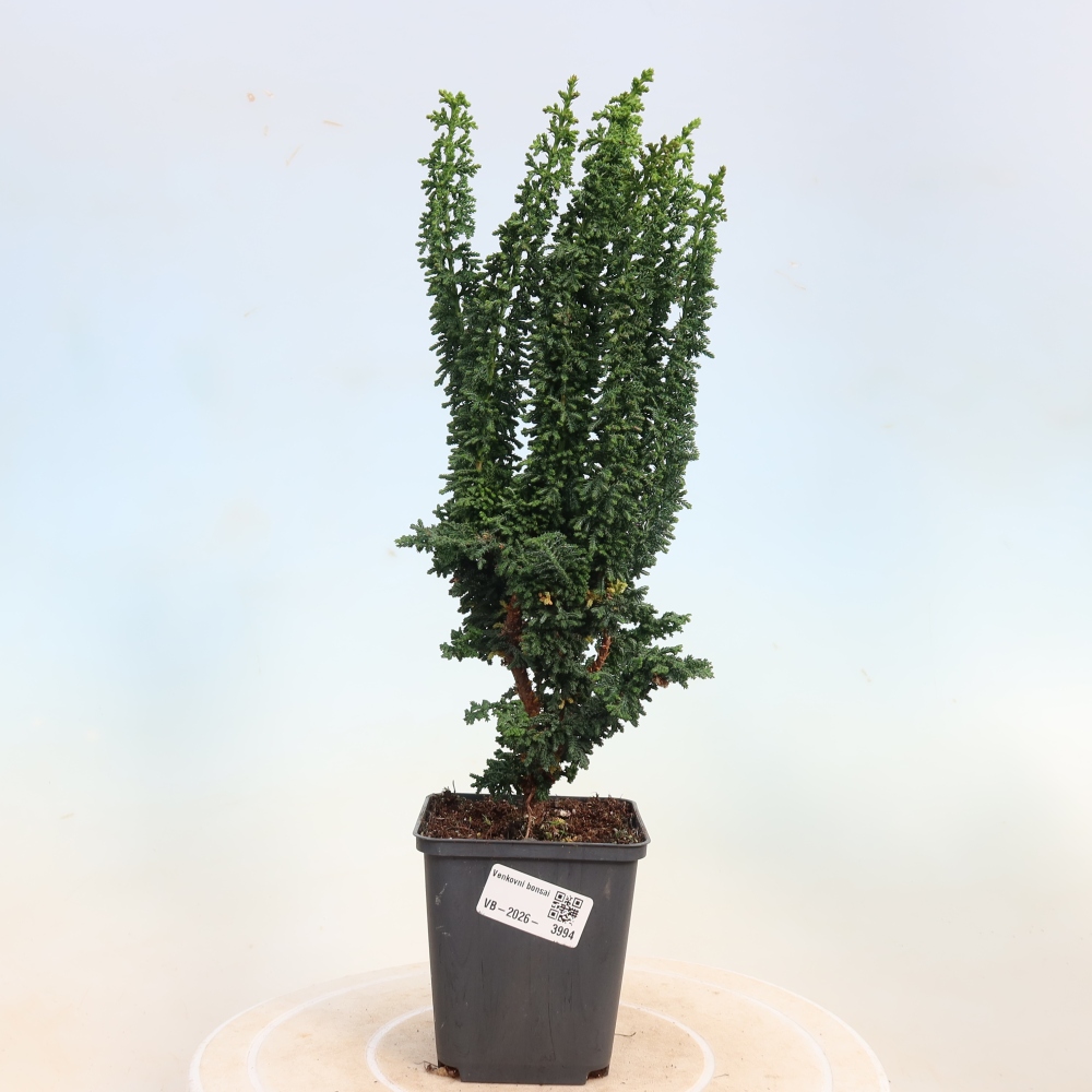 Outdoor bonsai - Cham. obtusa SEKKA HINOKI - Cypress