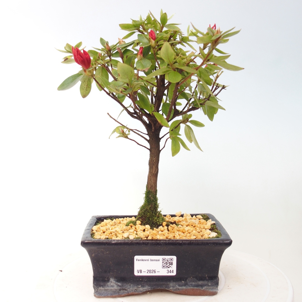 Outdoor bonsai - Japanese azalea - Azalea sp.