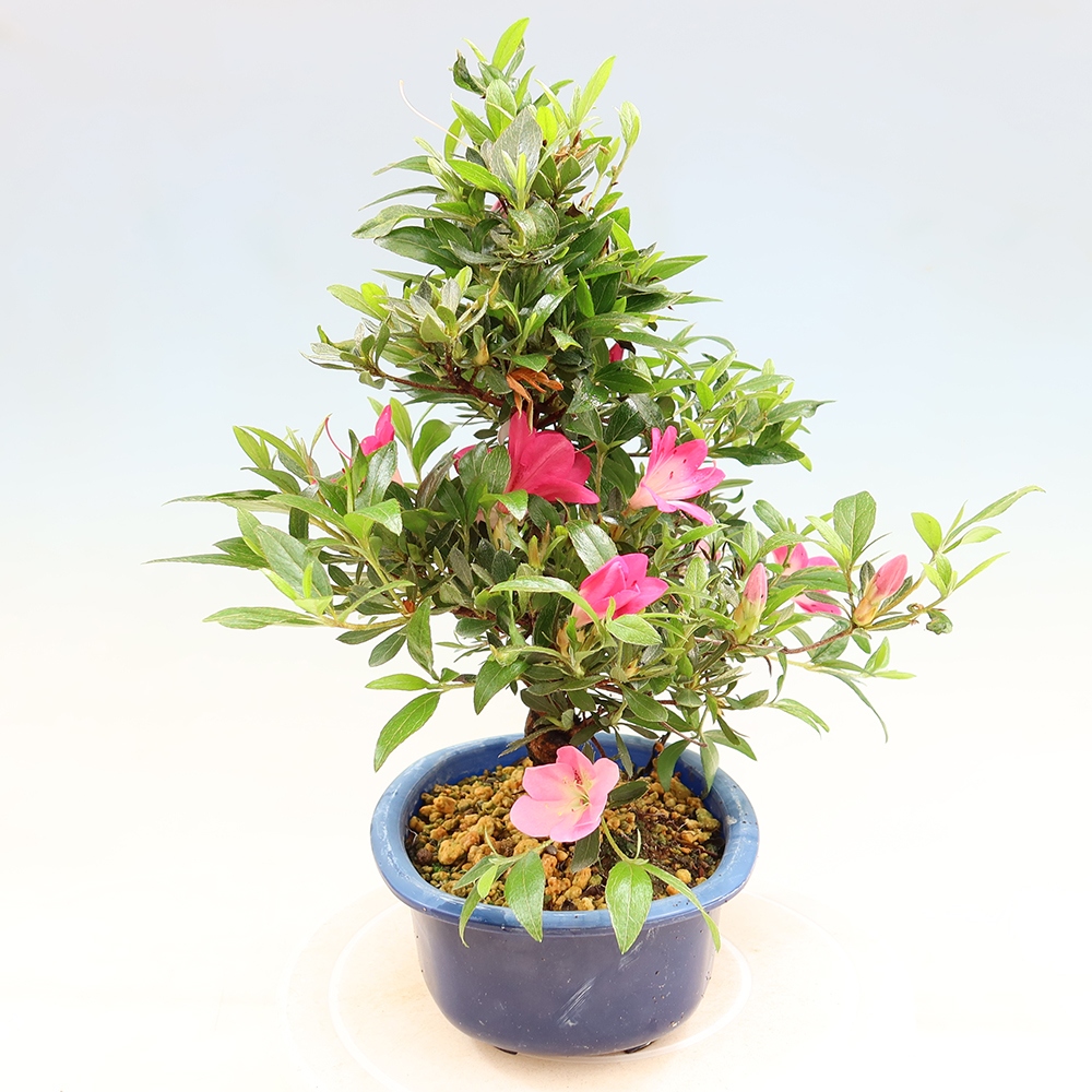 Outdoor bonsai - Japanese Azalea - Azalea Reiko