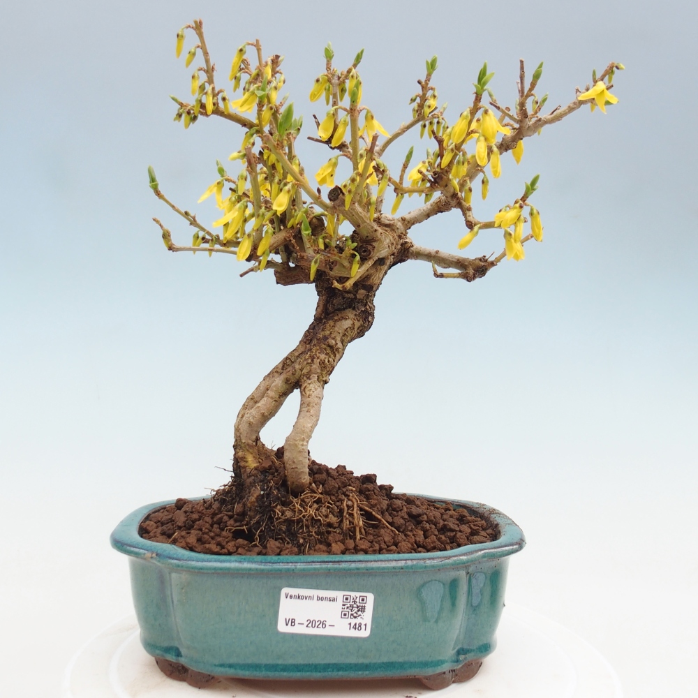 Outdoor bonsai - Zlatice - Forsythia koreana