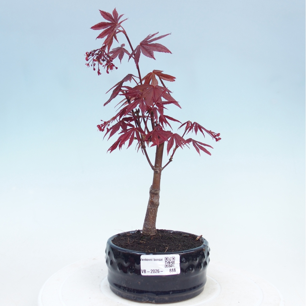Outdoor bonsai - Acer palm. Atropurpureum-Javor palmate