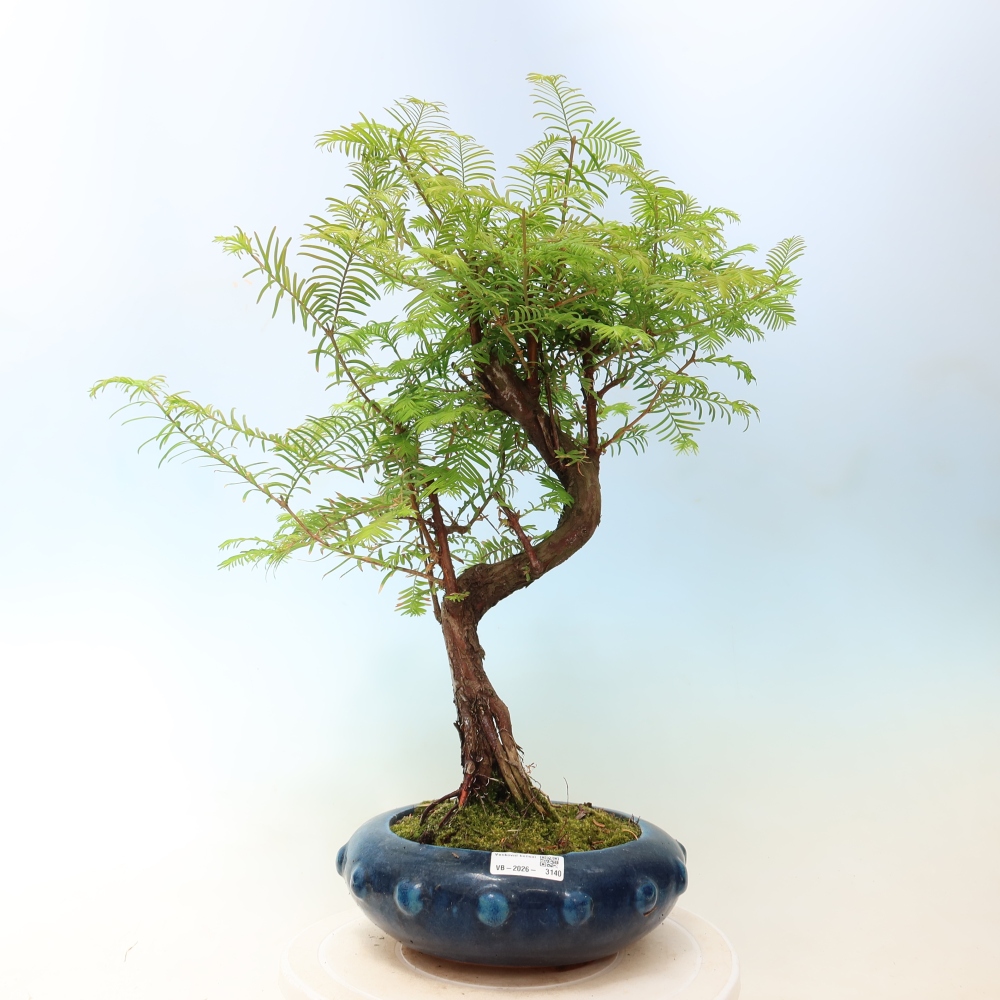 Outdoor bonsai - Metasequoia glyptostroboides - Chinese Metasequoia
